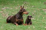 DOBERMANN 329